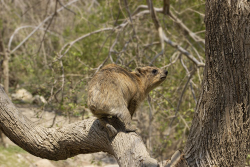 שמורת עין גדי ים המלח
